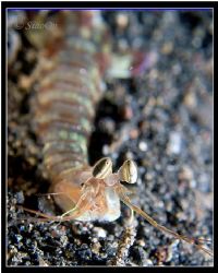 Mantis Shrimp - Portrait shot. Taken with 5060z, fl20. by Han Peng Lim 